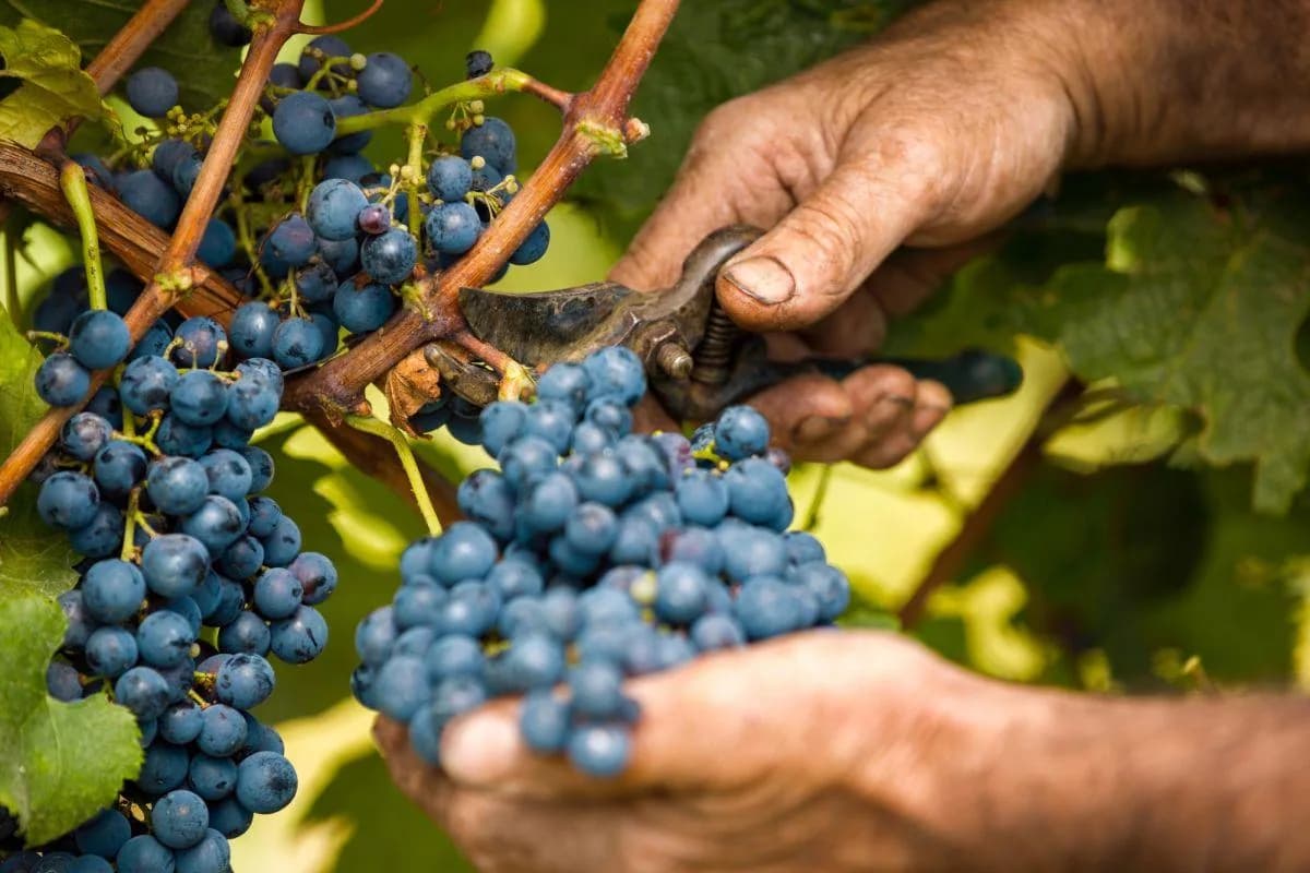 Le mani raccolgono l'uva tra i filari