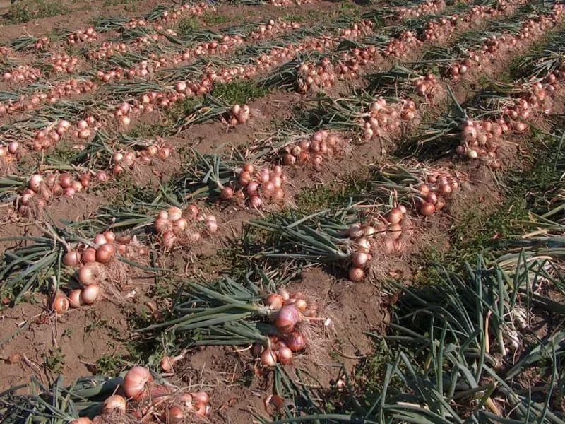 Cipolla Ramata di Montoro raccolta in campo a Montoro