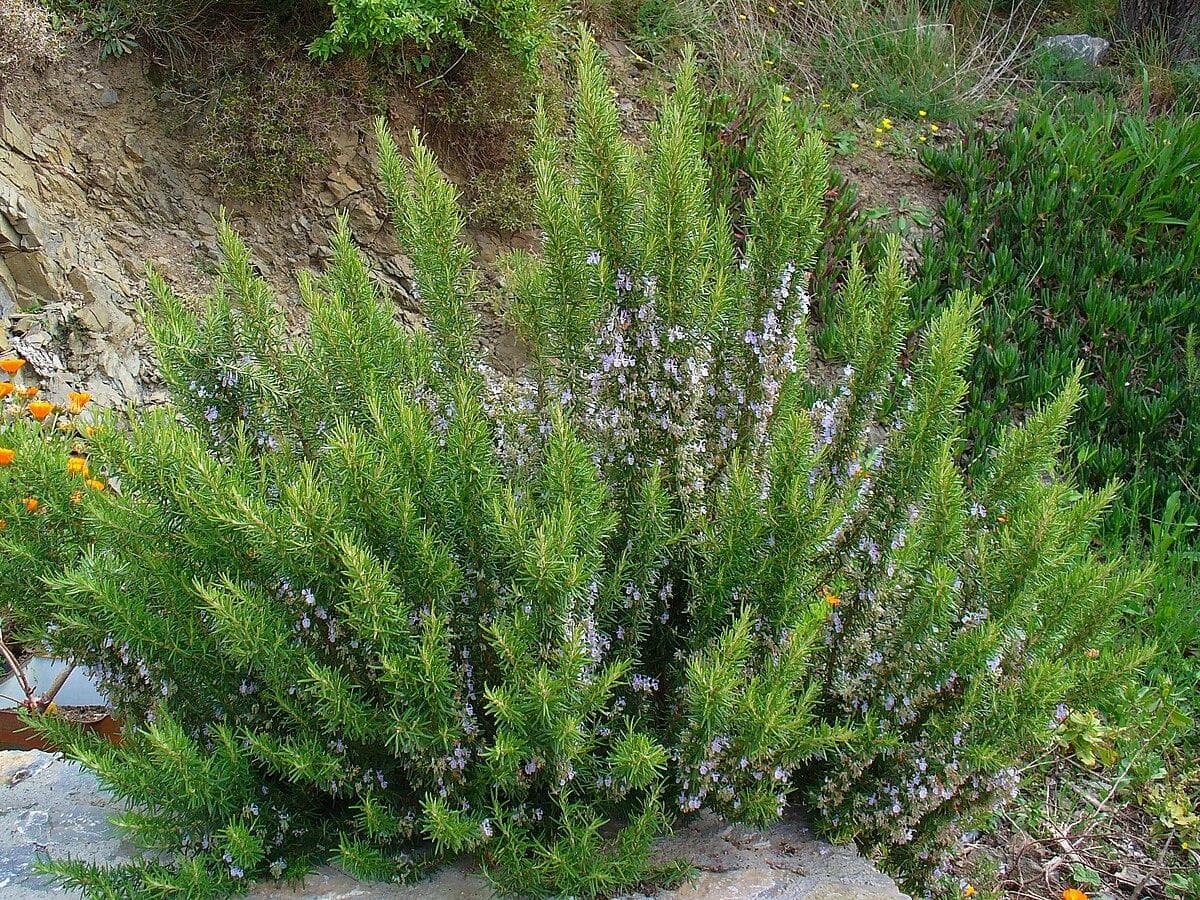 Vegetazione spontanea e coltivazioni del territorio
