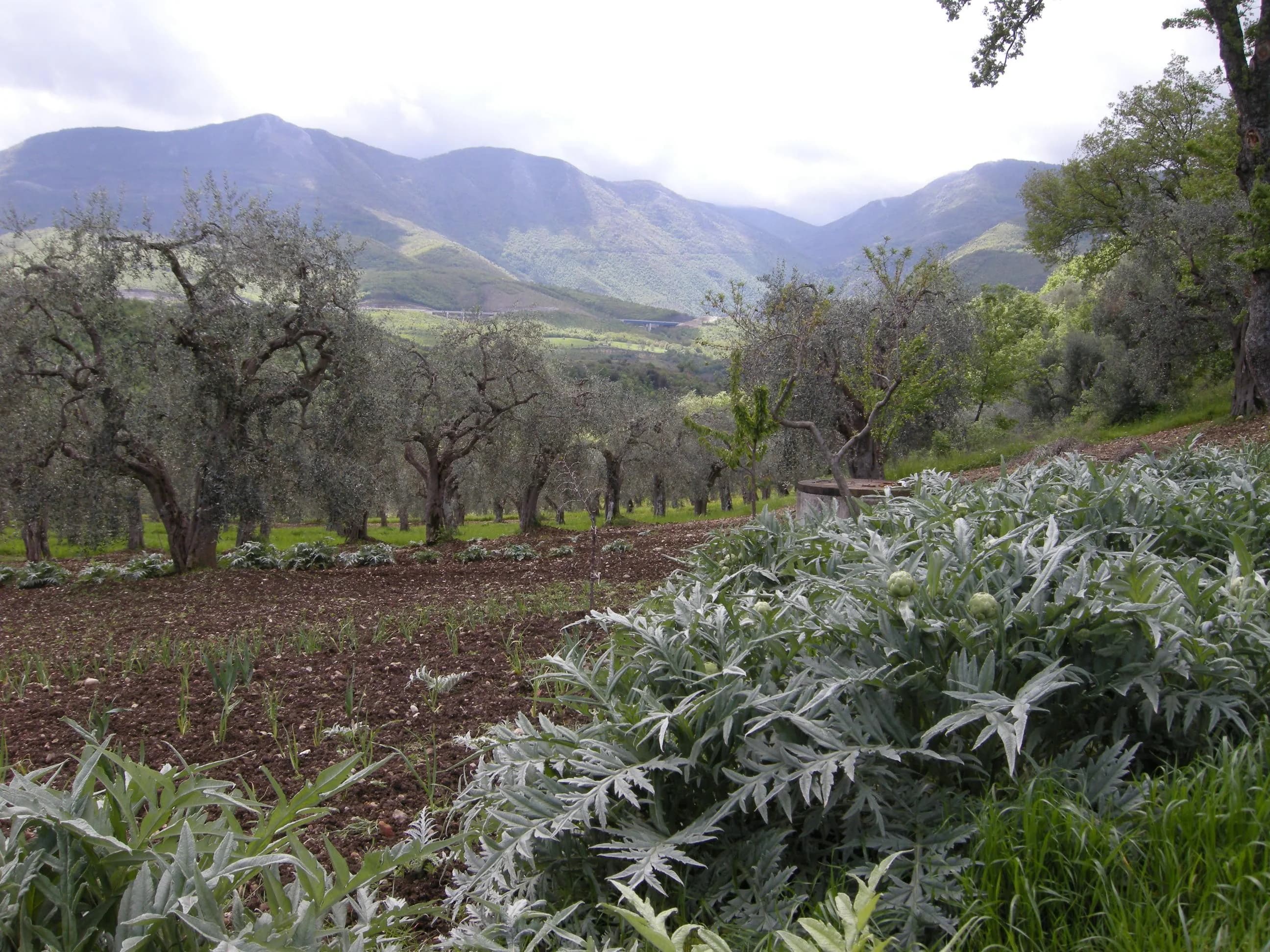 Campo di Carciofo Bianco di Pertosa tra gli ulivi e le montagne del Vallo di Diano